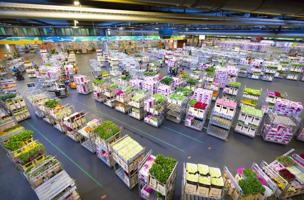 Royal-FloraHolland-20160418-59-600x396