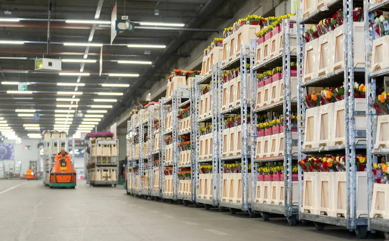 het-is-deze-week-topdrukte-bij-royal-floraholland-in-de-aanloop-naar-valentijnsdag